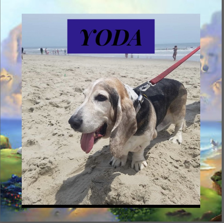 yoda-the-dog