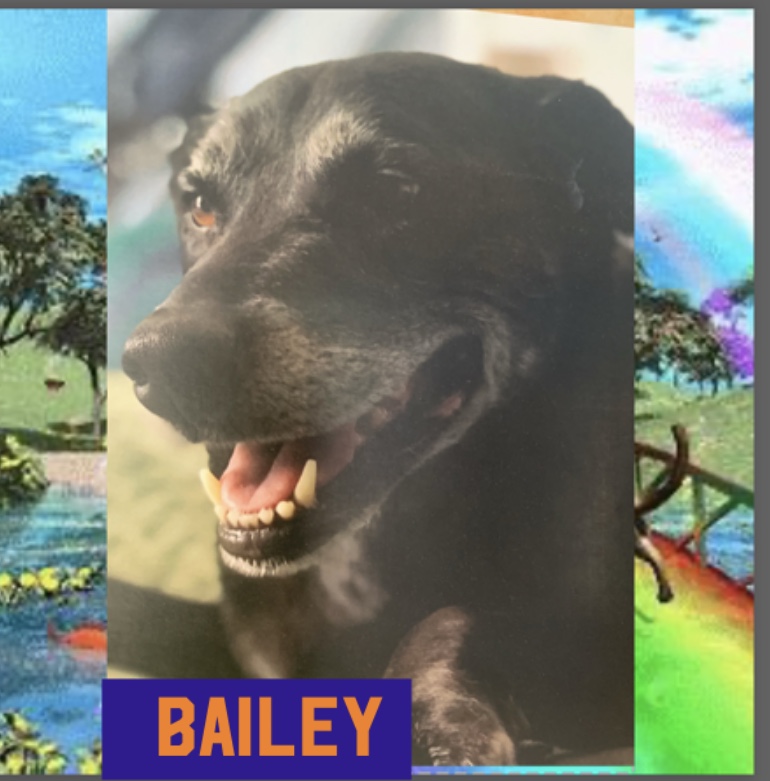 dog-named-bailey