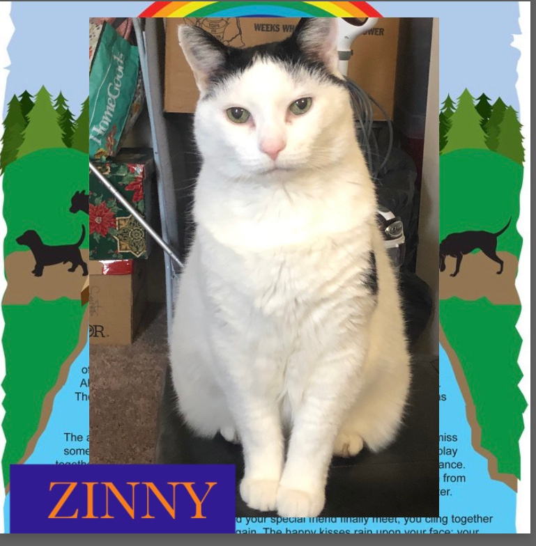 zinny-the-cat