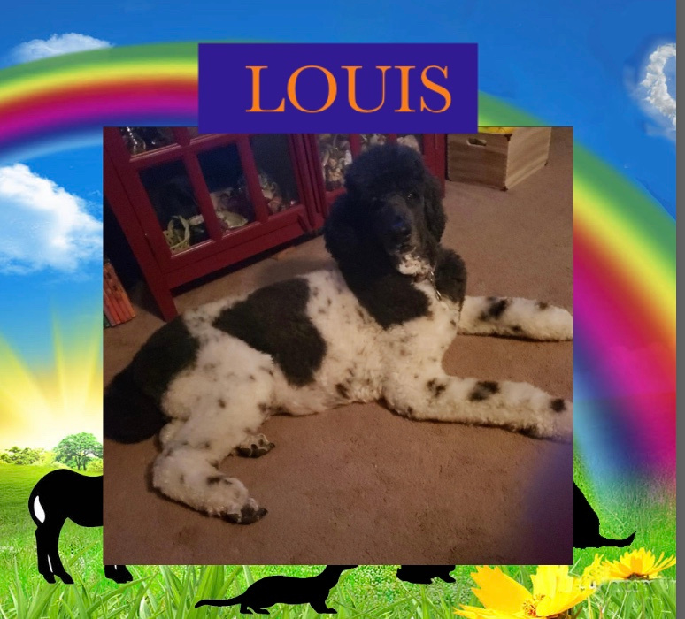 louis-the-dog