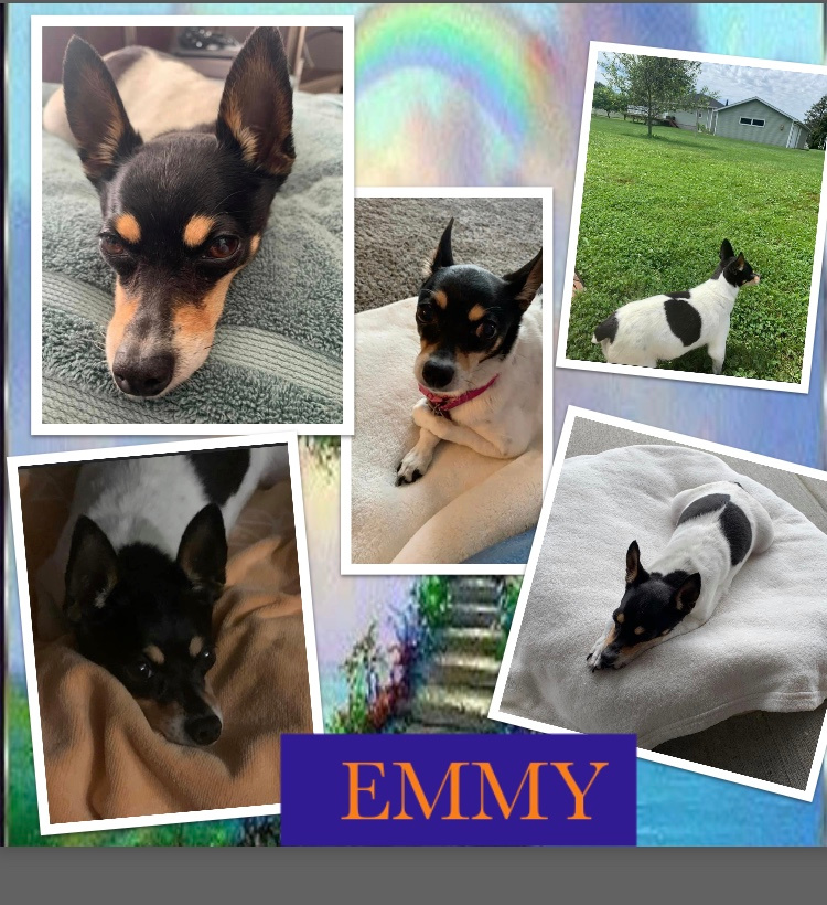 emmy-the-dog