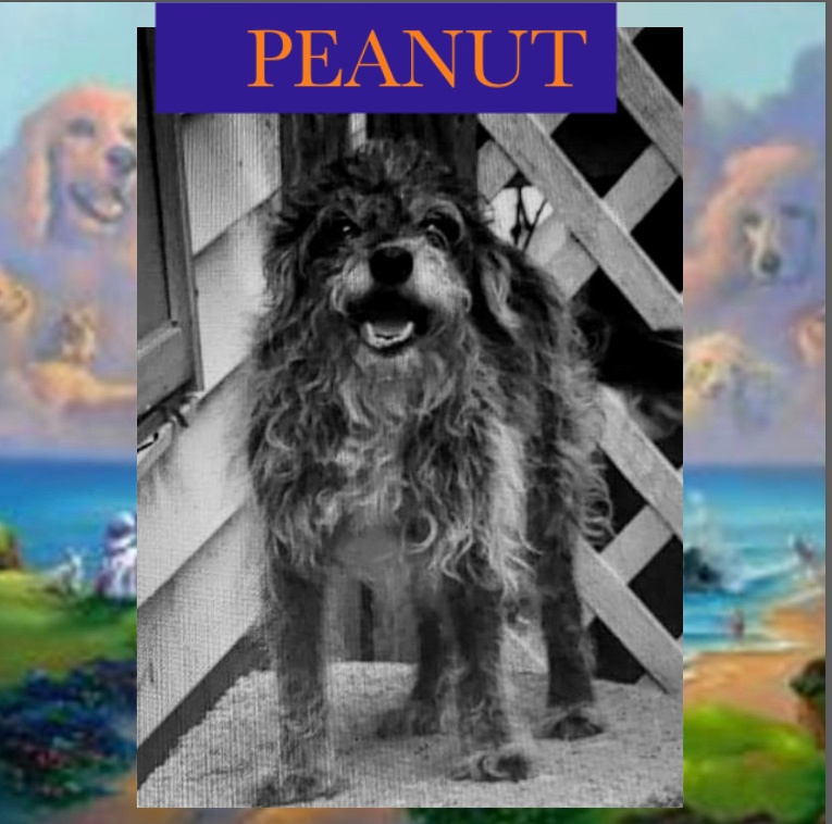 dog-peanut