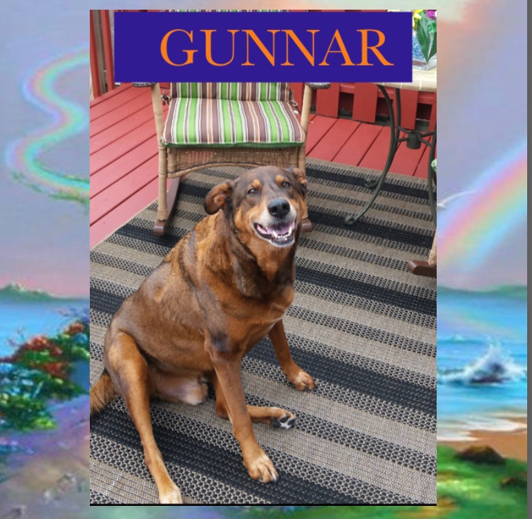 gunnar-the-dog