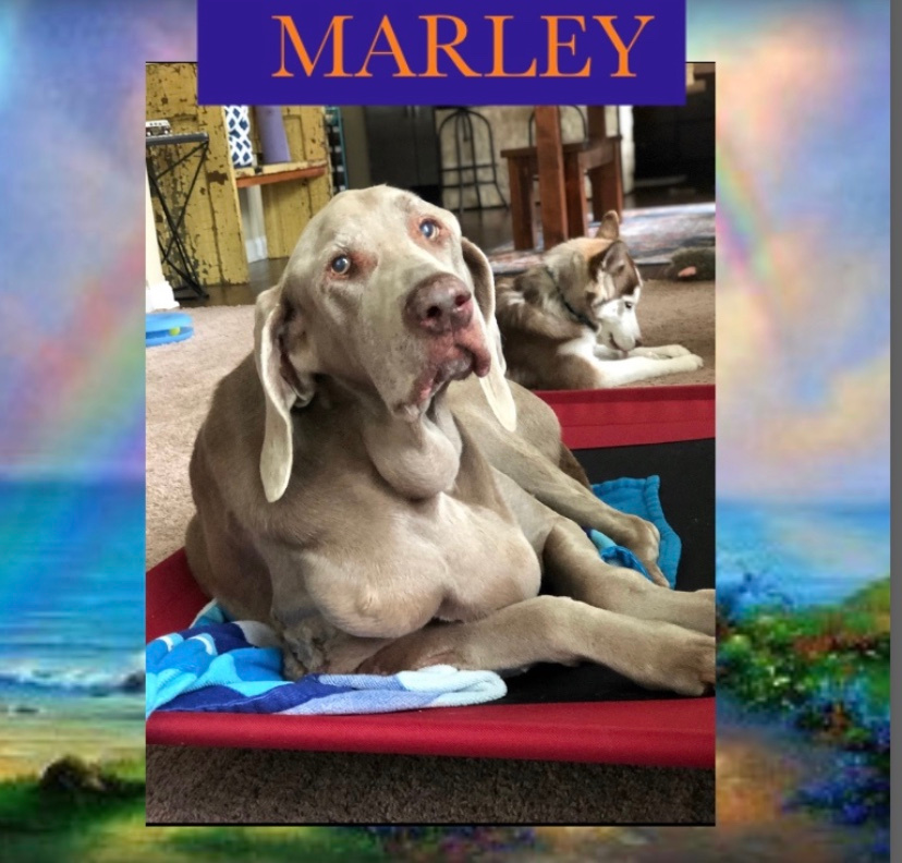 dog-named-marley