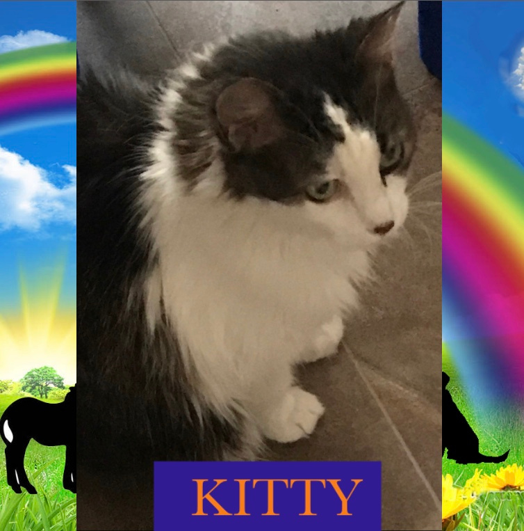 cat-named-kitty