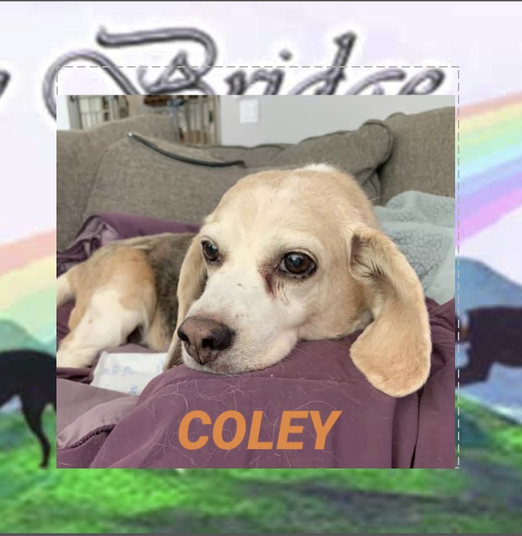 dog-named-coley