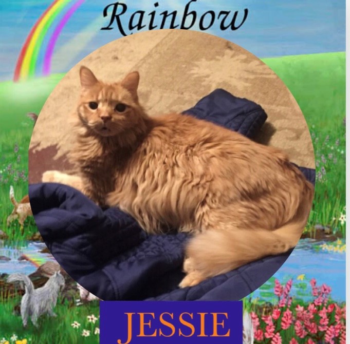 cat-named-jessie