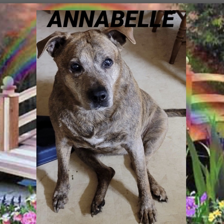 annabelle-the-dog