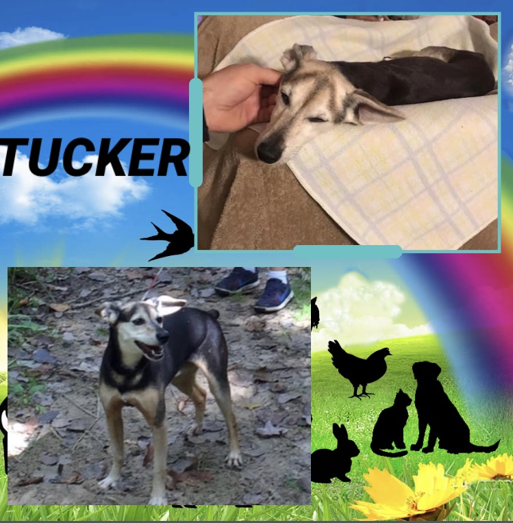 tucker-the-dog