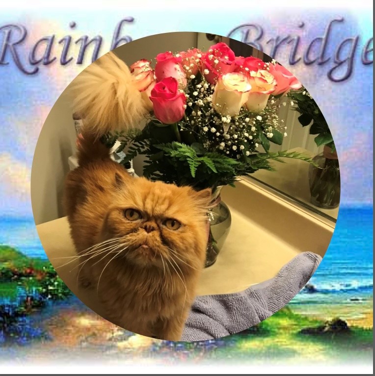 cat-who-crossed-the-rainbow-bridge