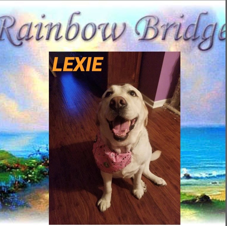 lexie-the-dog