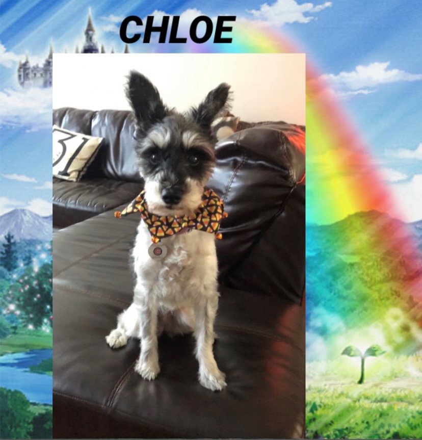 chloe-the-dog