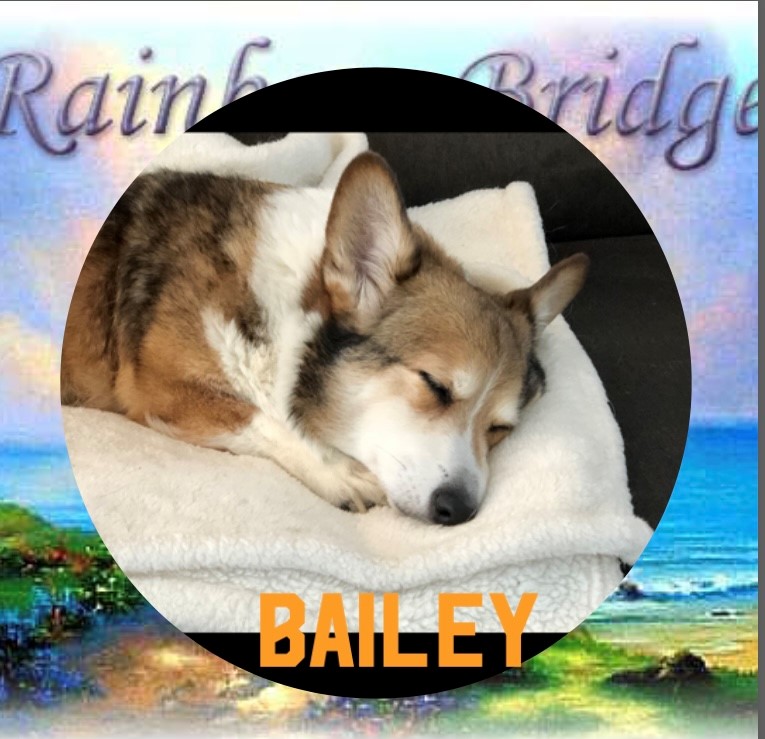 dog-bailey