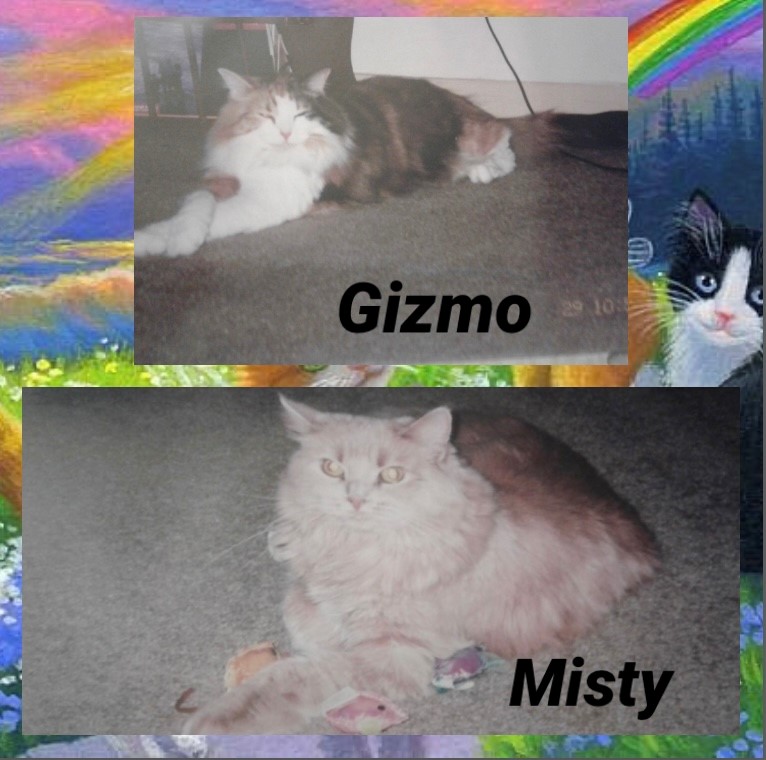 cats-gizmo-and-misty