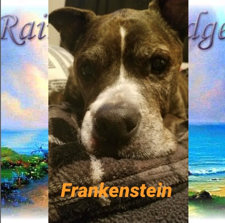 frankenstein-the-dog
