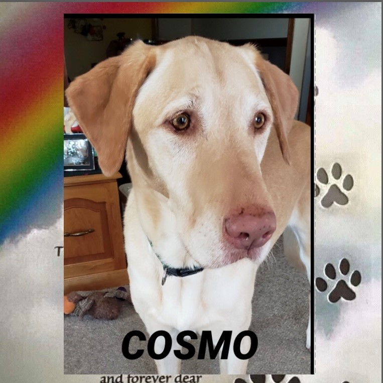 dog-named-cosmo