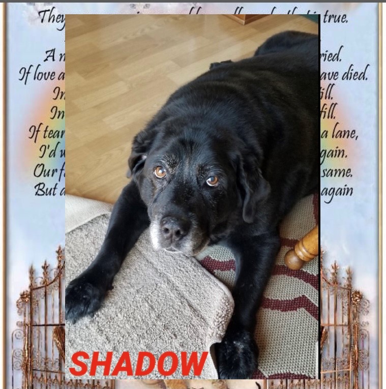 shadow-the-dog