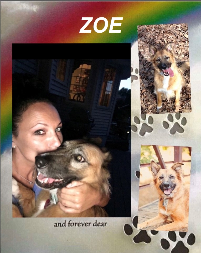 dog-named-zoe