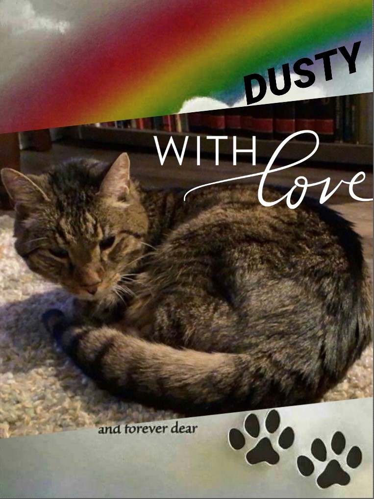 cat-named-dusty
