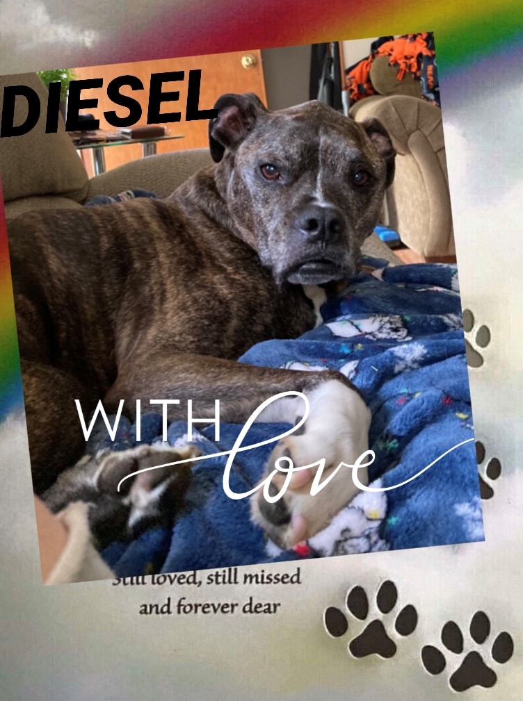 dog-named-diesel