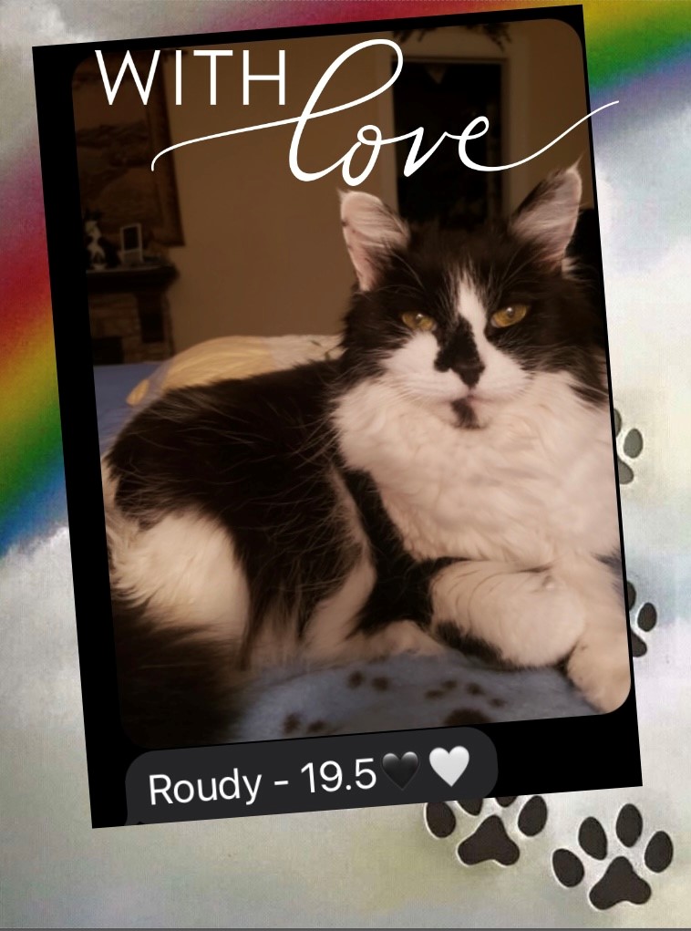 roudy-the-cat