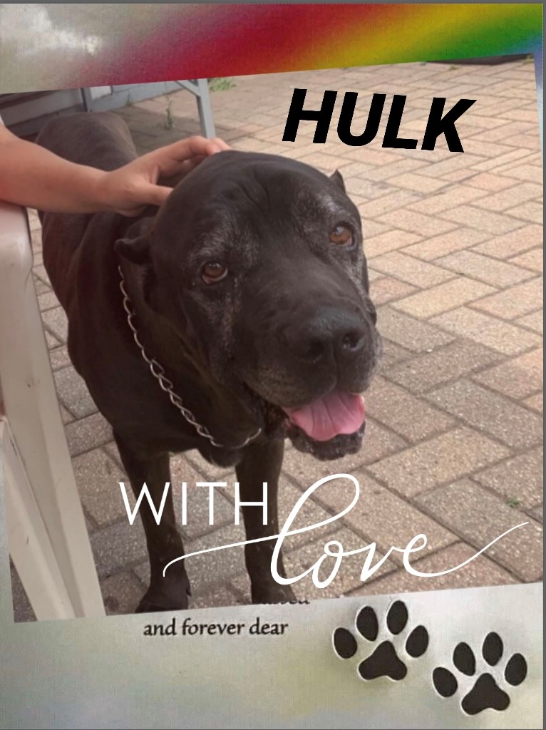 dog-named-hulk
