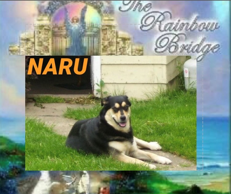 naru-the-dog