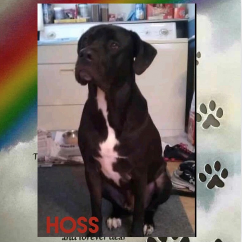hoss-the-dog