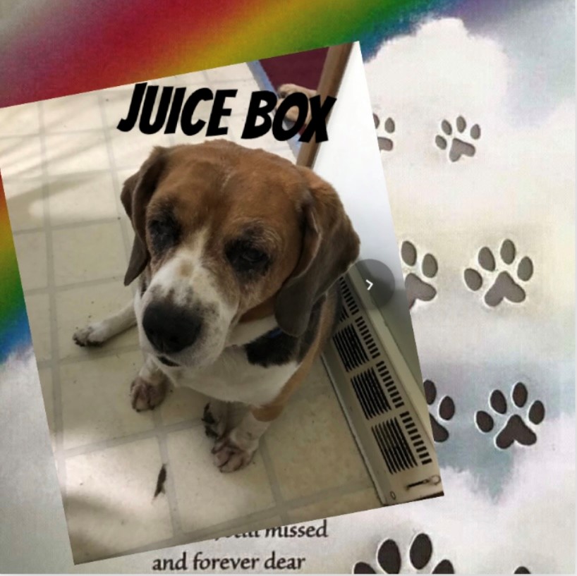 dog-named-juice-box