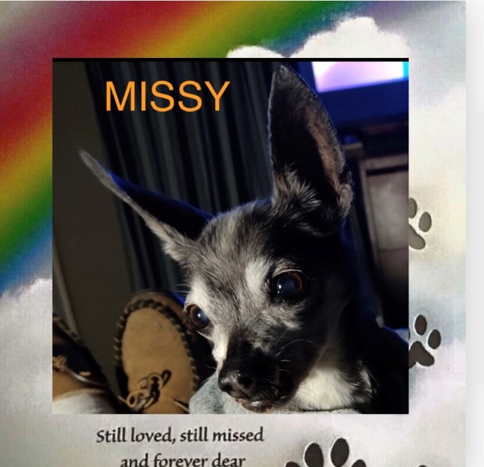 dog-named-missy