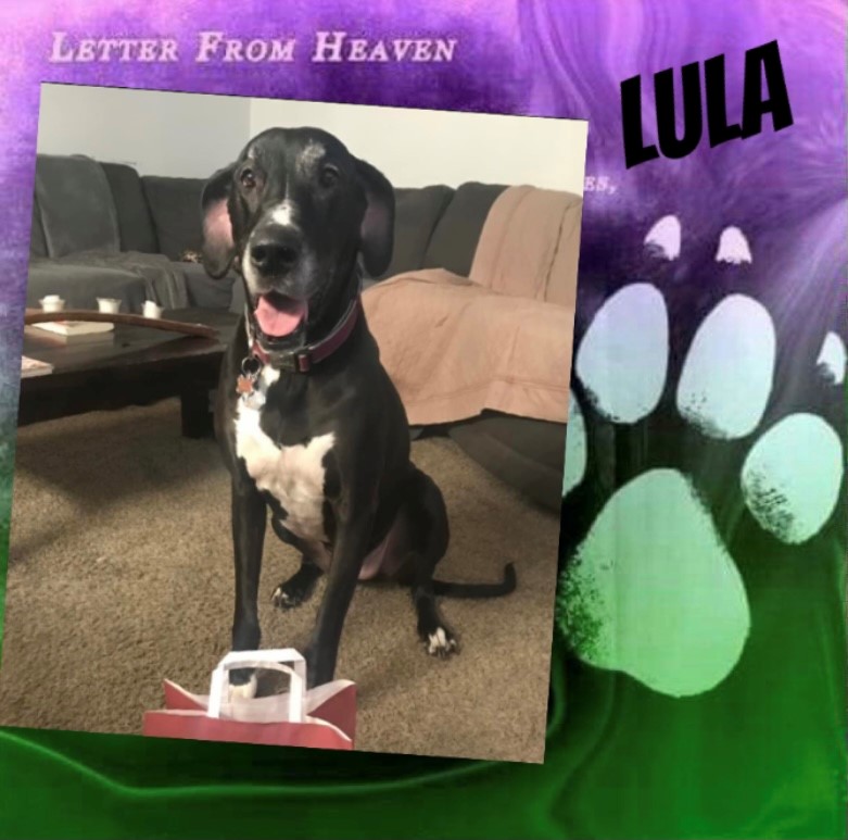 dog-named-lula