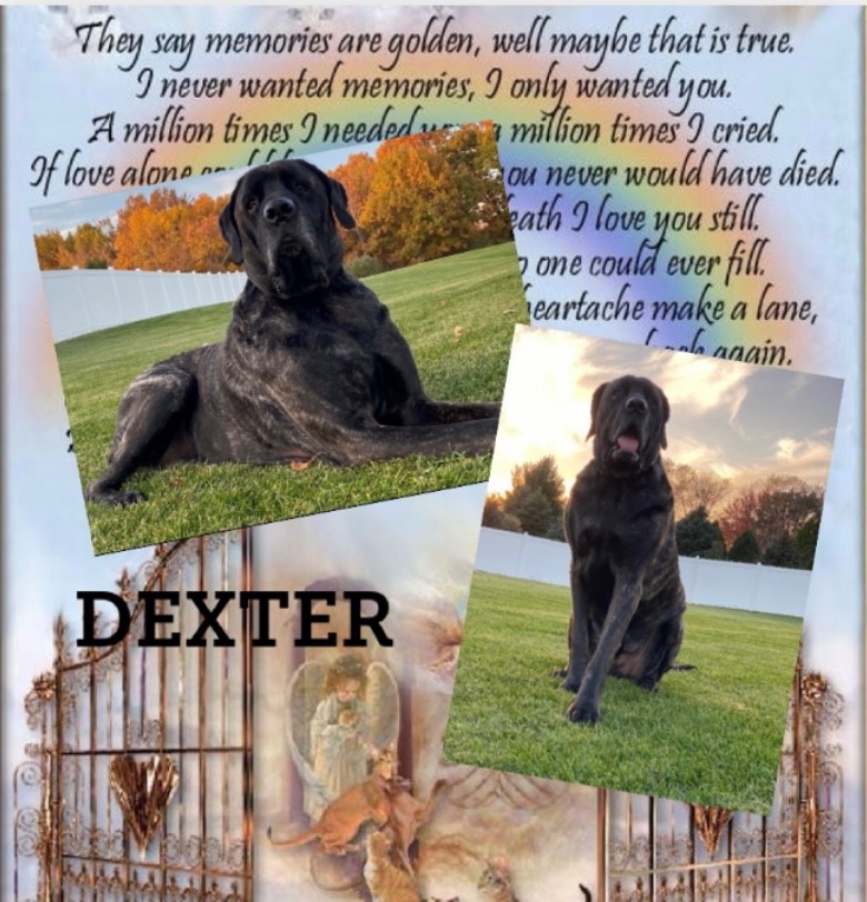 dog-named-dexter