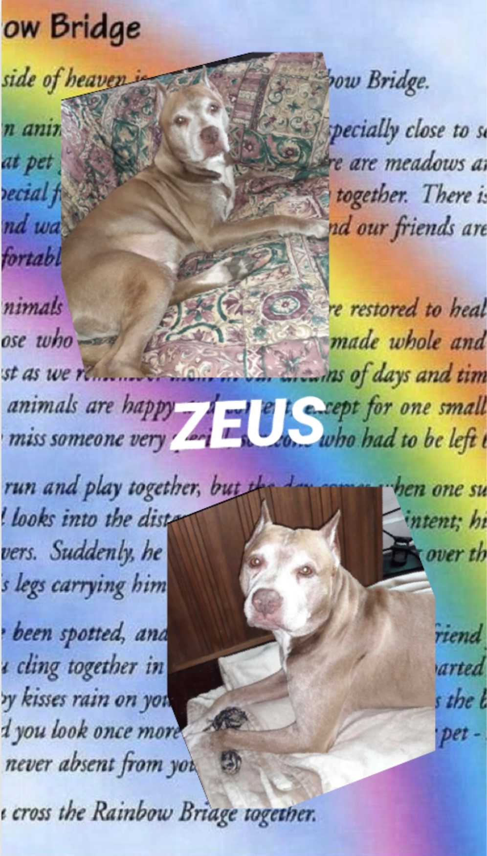 zeus-the-dog