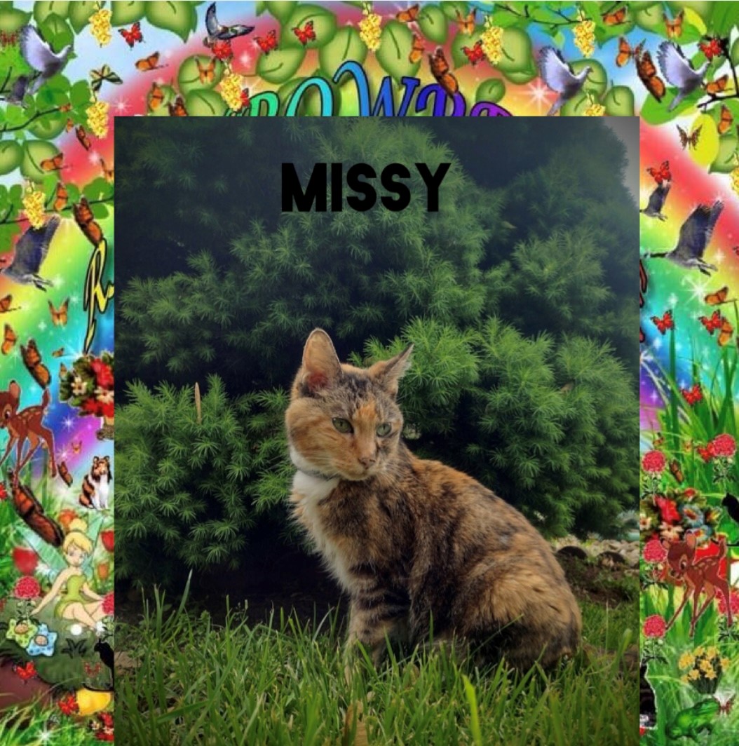 missy-the-cat