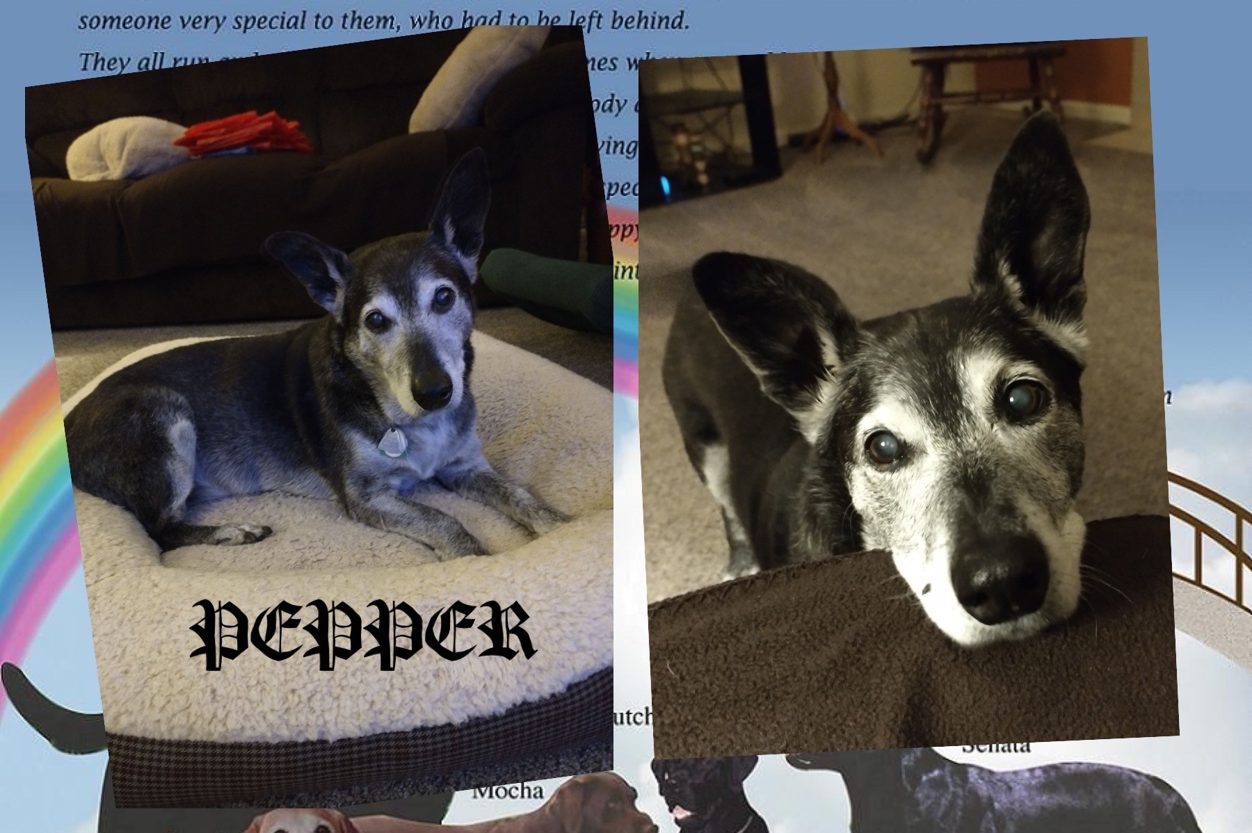 pepper-the-dog