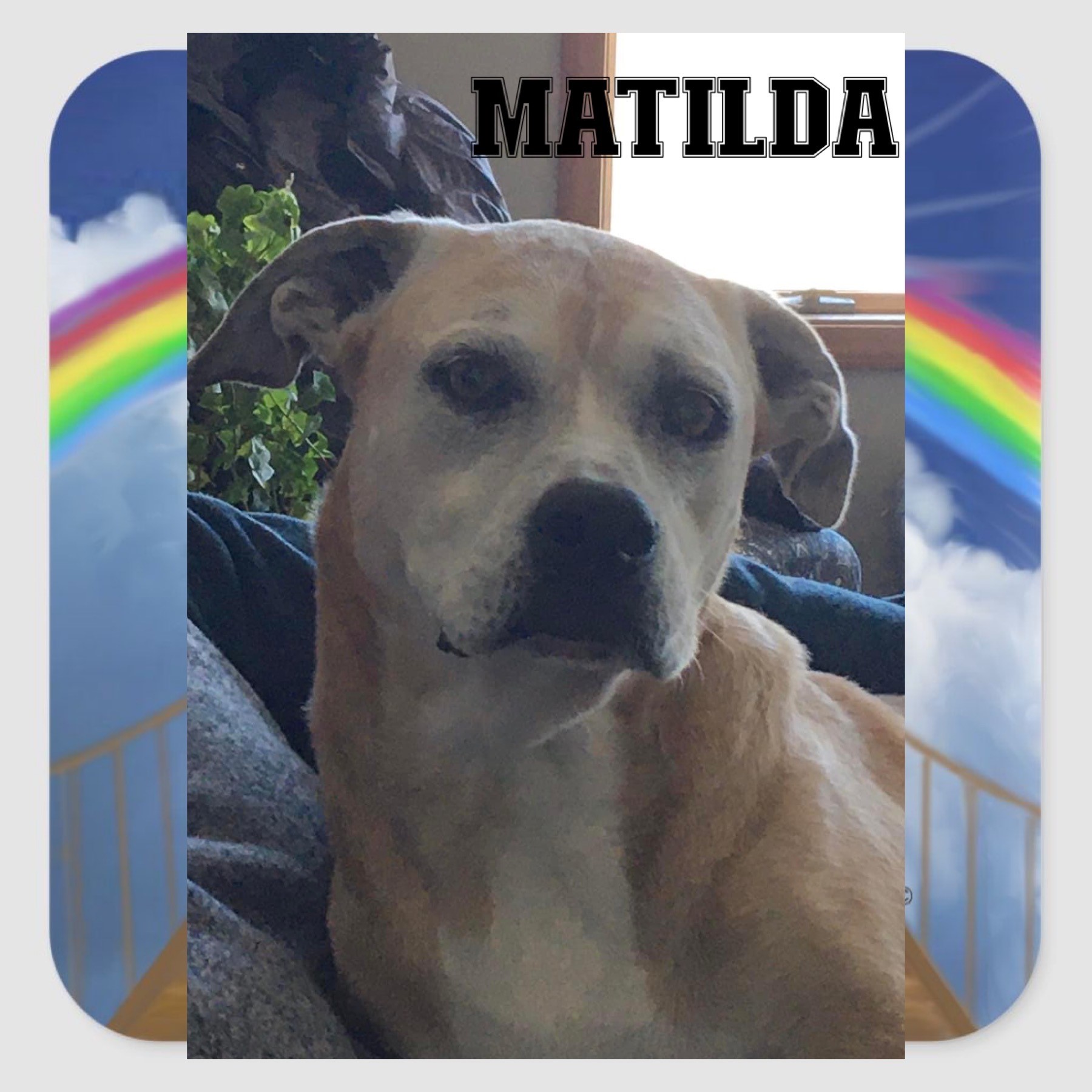 dog-named-matilda