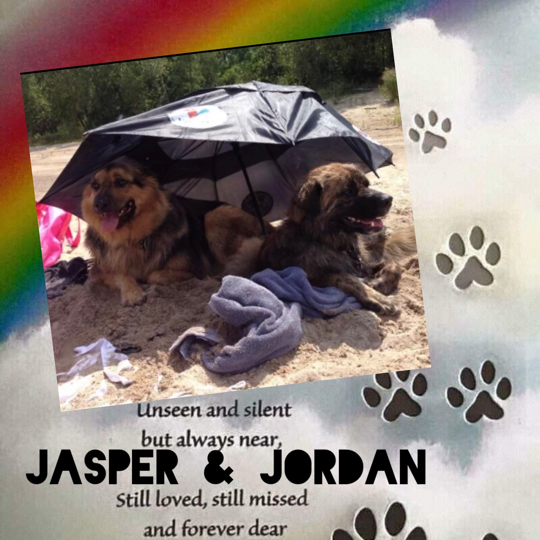 dogs-jasper-and-jordan