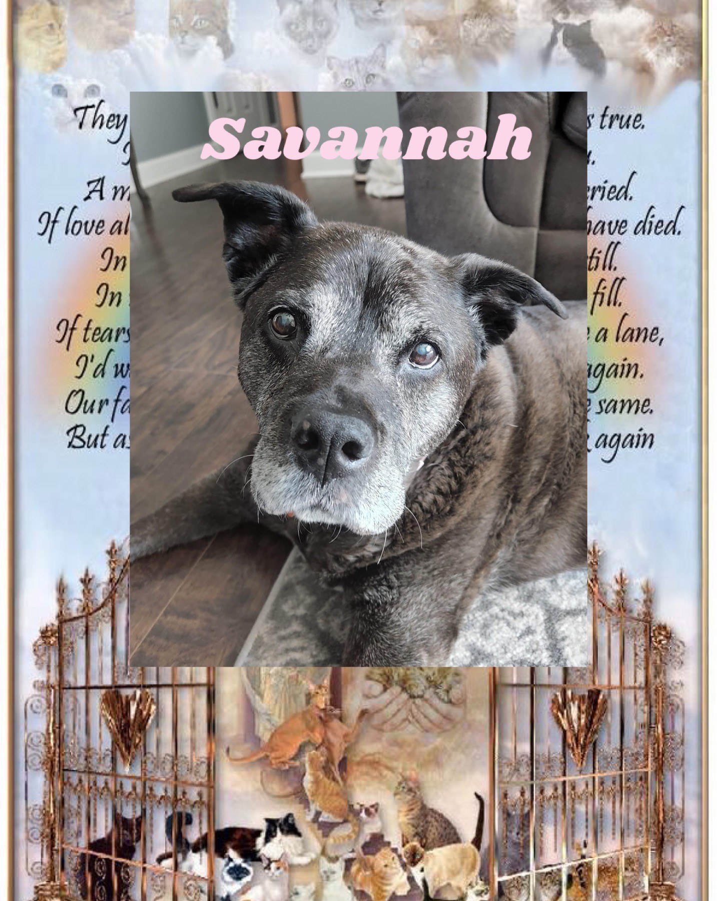 savannah-the-dog