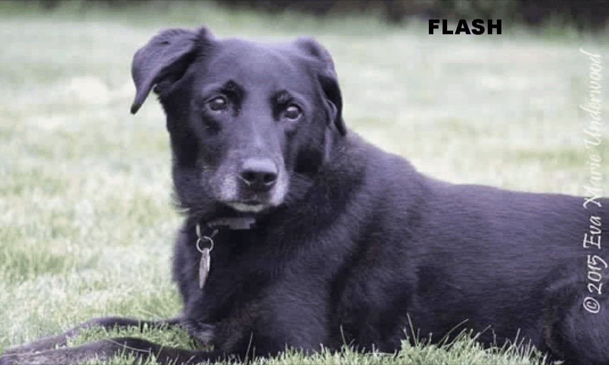 flash-the-dog