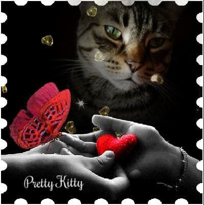 cat-named-pretty-kitty