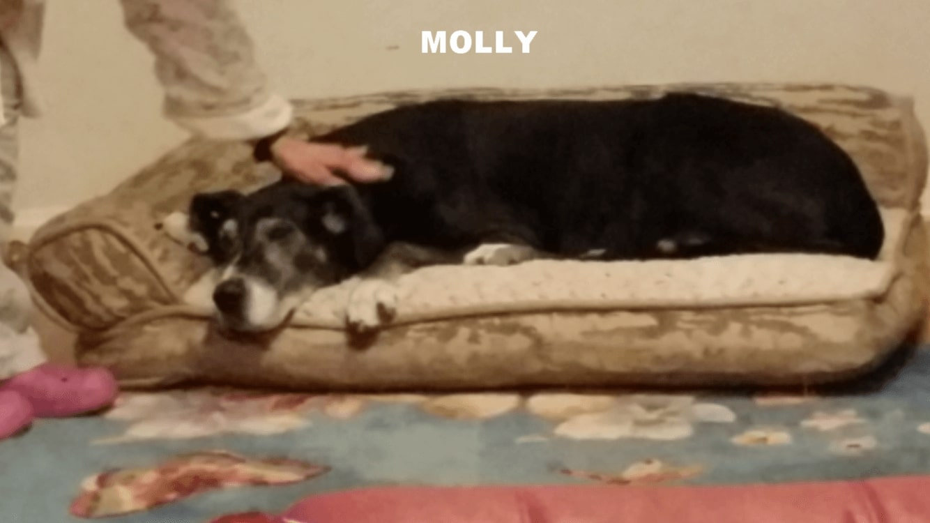 dog-molly