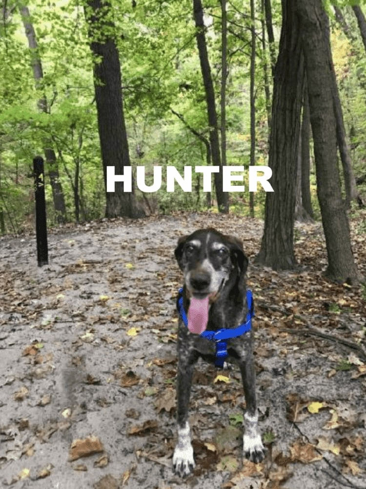 hunter-the-dog3