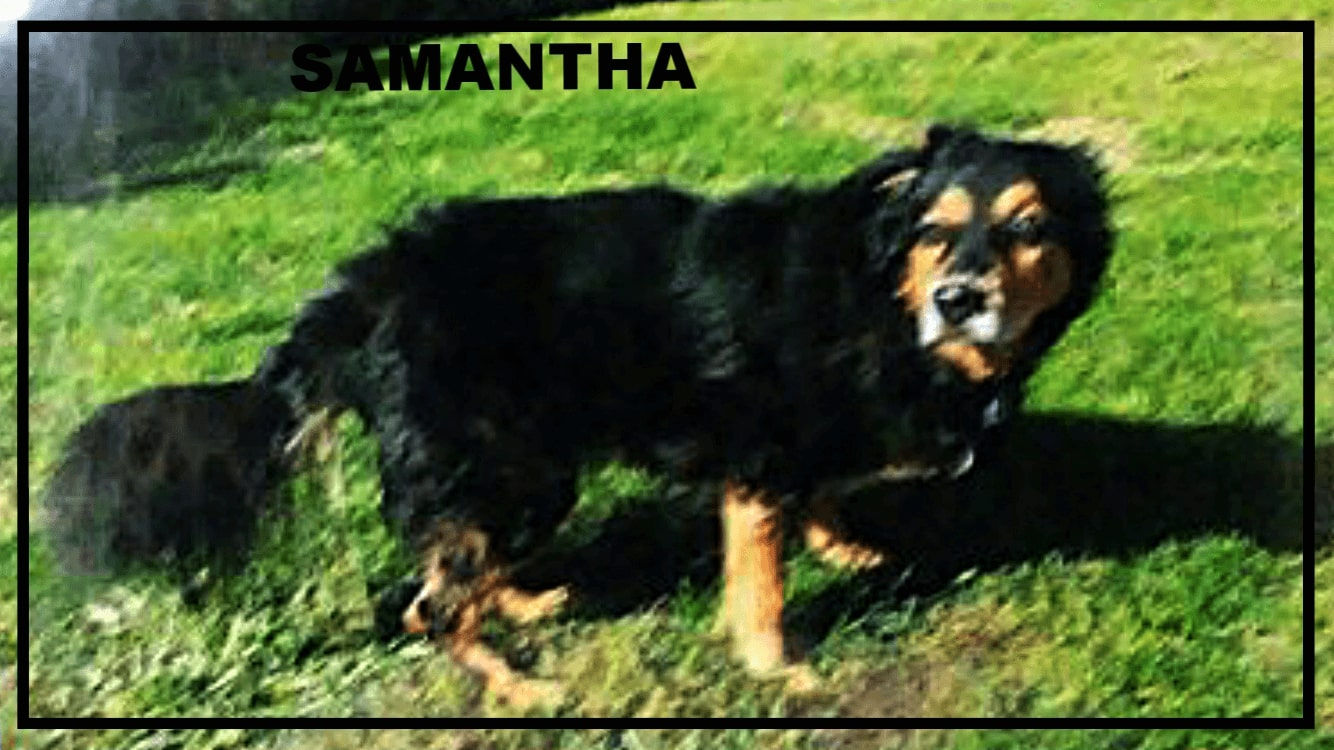 dog-samantha