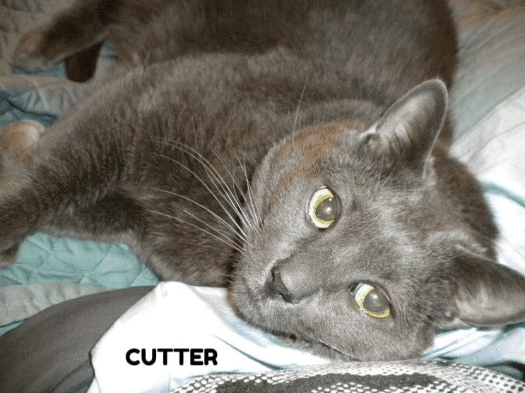 cutter-the-cat
