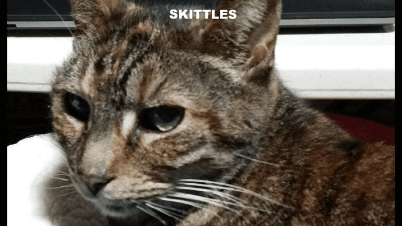 skittles-the-cat