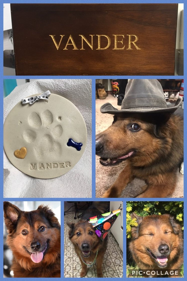 dog-named-vander