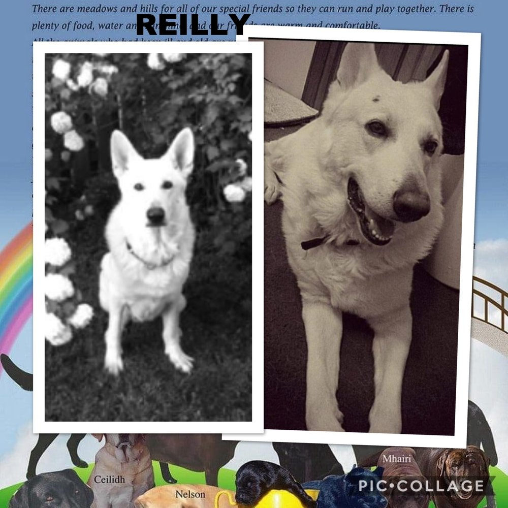 reilly-the-dog