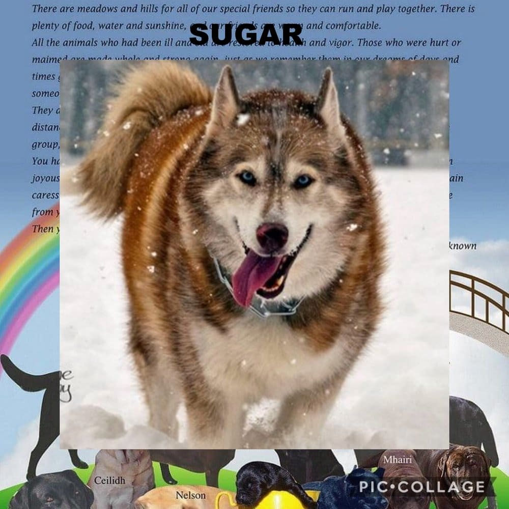 dog-named-sugar