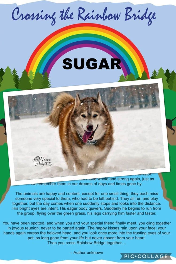 sugar-the-dog