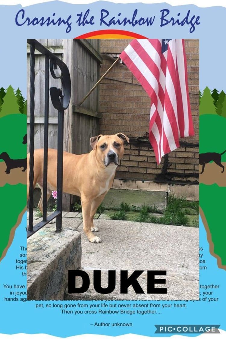 dog-named-duke